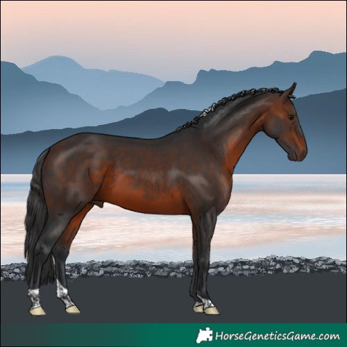 Horse Color:Brown Tobiano 