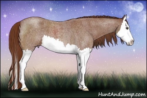 Horse Color:Red Roan Splash 