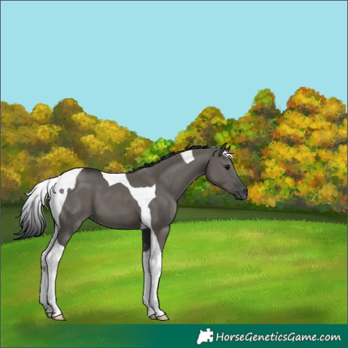 Horse Color:Grullo Tobiano