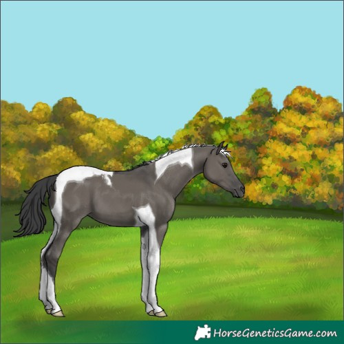 Horse Color:Grullo Tobiano 