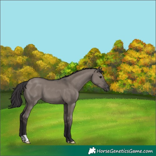 Horse Color:Smoky Grullo 