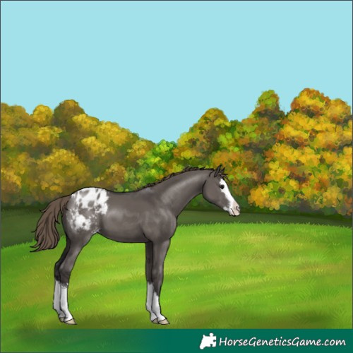 Horse Color:Smoky Grullo Sabino Splash Blanket 