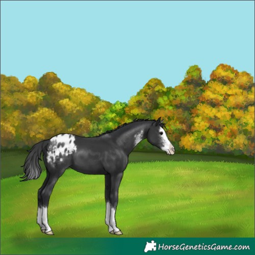 Horse Color:Black Sabino Splash Blanket