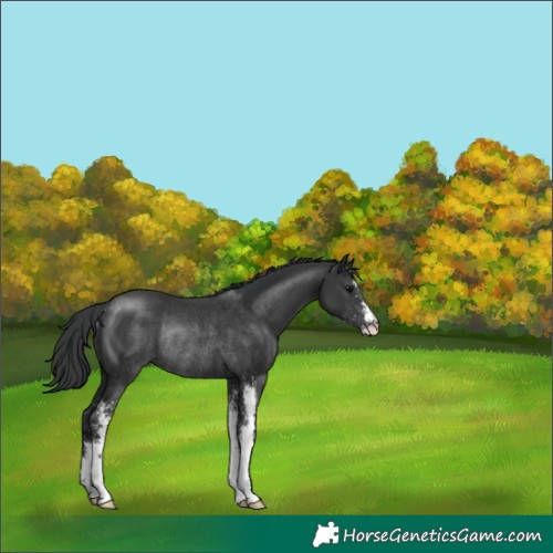 Horse Color:Black Sabino Rabicano