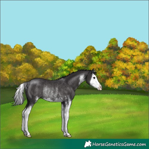 Horse Color:Smoky Black Sabino Splash Rabicano