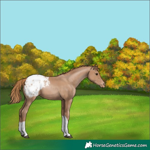 Horse Color:Black Pearl Tobiano Blanket