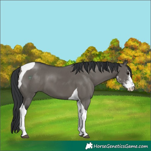 Horse Color:Grullo Sabino Tobiano 