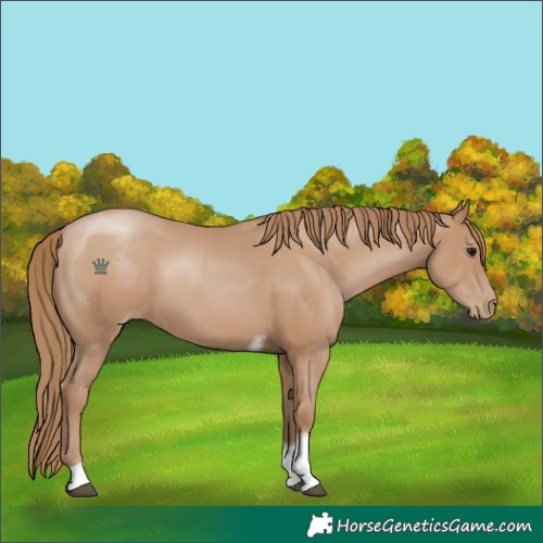 Horse Color:Black Pearl Tobiano 