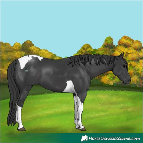 Horse Color:Black Tobiano 