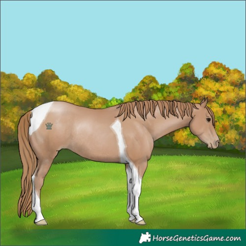 Horse Color:Black Pearl Tobiano Rabicano