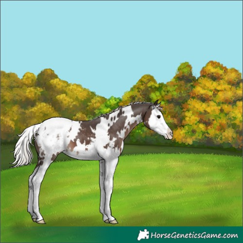 Horse Color:White Spotted Silver Black Splash Snowcap