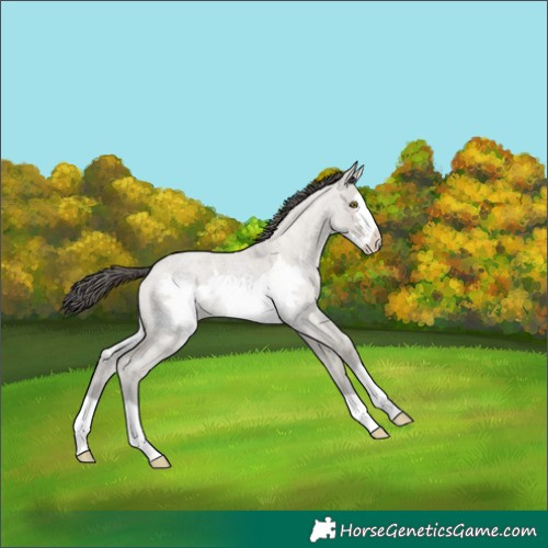 Horse Color:Classic Cream Champagne Roan Dun Frame 