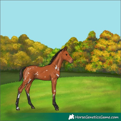 Horse Color:White Spotted Bay