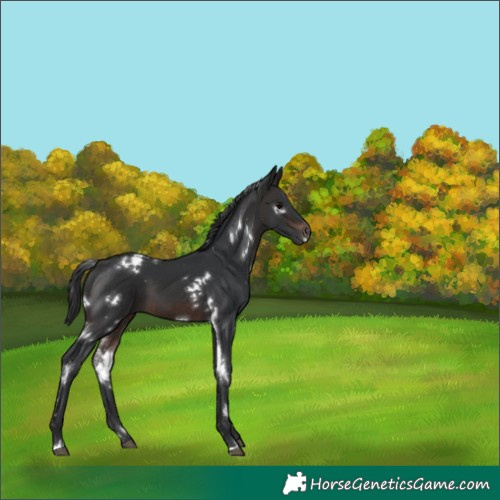 Horse Color:White Spotted Brown