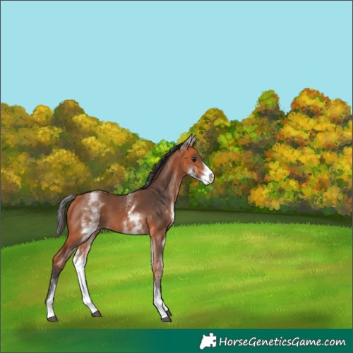 Horse Color:White Spotted Bay 