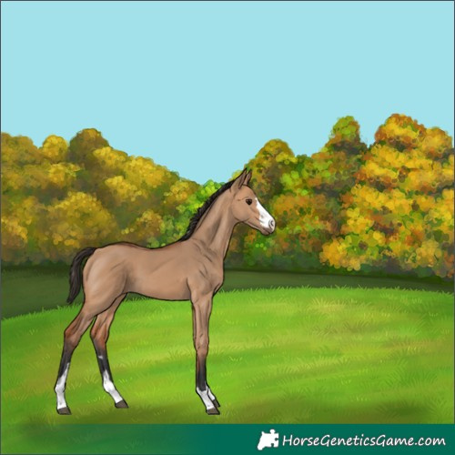 Horse Color:Bay Dun