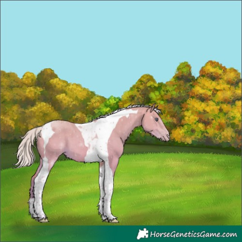 Horse Color:Silver Sable Champagne Chinchilla Dun Tobiano 
