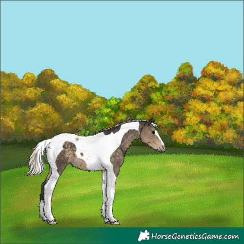 Horse Color:Silver Smoky Black Tobiano