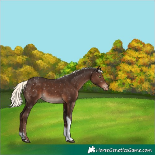 Horse Color:Liver Chestnut Mushroom Sabino Tobiano Snowflake Varnish Rabicano 