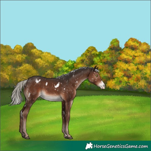 Horse Color:White Spotted Liver Chestnut Mushroom Sabino Snowflake Varnish Rabicano 