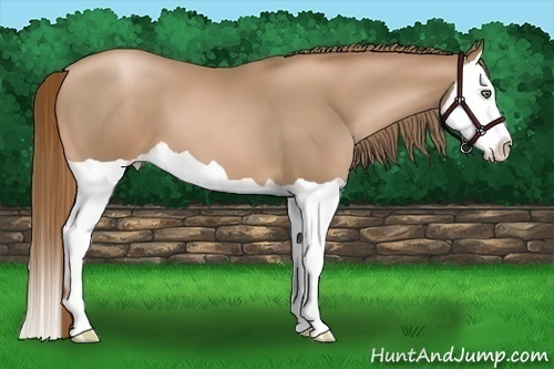 Horse Color:Liver Chestnut Pearl Splash