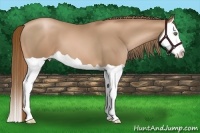 Horse Color:Liver Chestnut Pearl Splash
