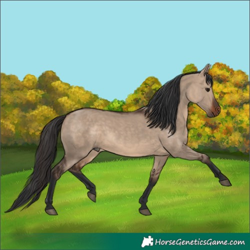 Horse Color:Brown Dun and Brown Dun