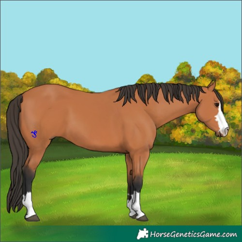 Horse Color:Bay 