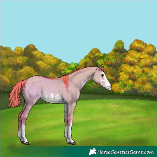 Horse Color:Watercolor White Spotted Liver Red Dun
