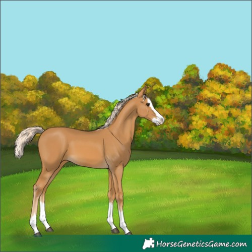 Horse Color:Palomino Splash 