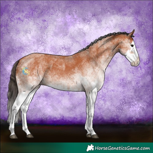 Horse Color:White Spotted Bay Splash and White Spotted Bay Splash