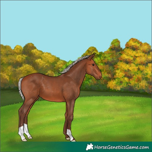 Horse Color:Silver Bay