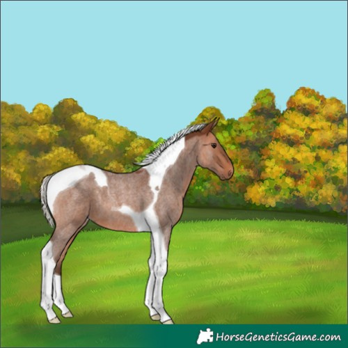 Horse Color:Silver Bay Roan Tobiano
