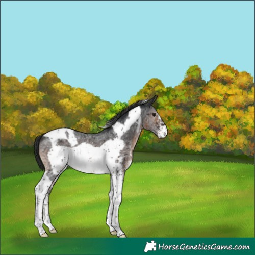 Horse Color:Brown Sabino Tobiano Frame 