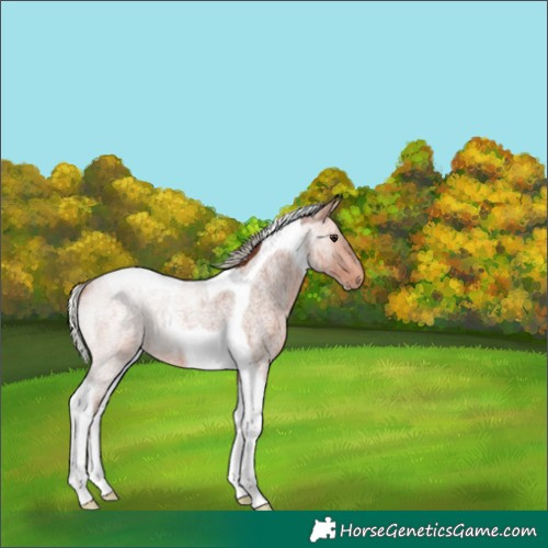 Horse Color:Silver Bay Roan Tobiano 