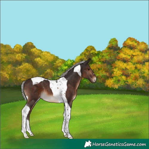 Horse Color:Silver Brown Tobiano 