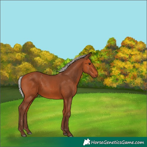 Horse Color:Silver Bay