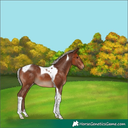 Horse Color:Silver Bay Tobiano