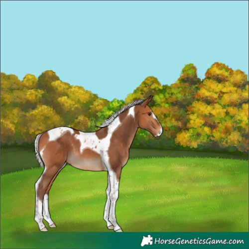 Horse Color:Silver Bay Splash Tobiano