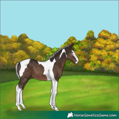 Horse Color:Gray Silver Black Splash Tobiano