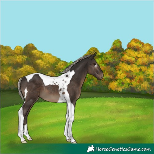Horse Color:Gray Silver Black Tobiano