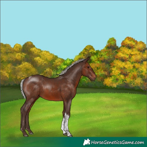 Horse Color:Silver Brown Tobiano 