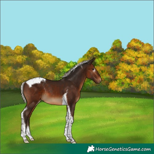 Horse Color:Gray Silver Bay Tobiano