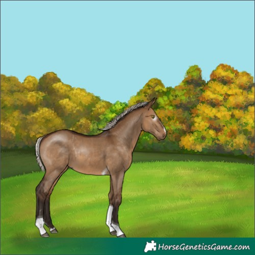 Horse Color:Gray Silver Bay Dun Splash Tobiano 
