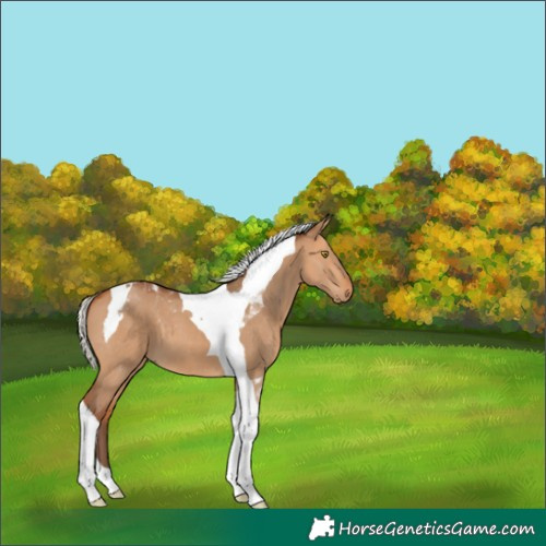 Horse Color:Silver Bay Dun Tobiano