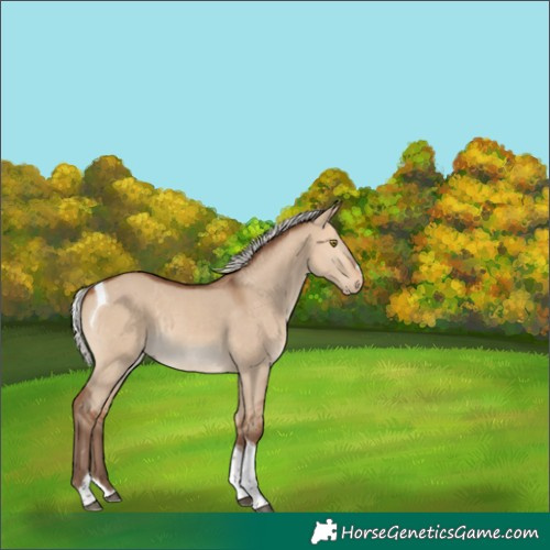 Horse Color:Silver Bay Dun Splash Tobiano 