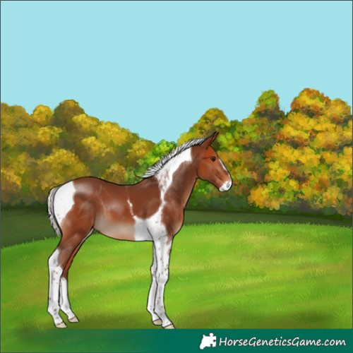 Horse Color:Silver Bay Splash Tobiano 
