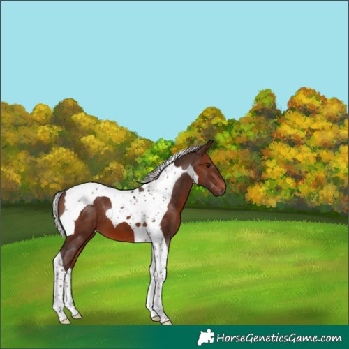 Horse Color:Silver Brown Tobiano