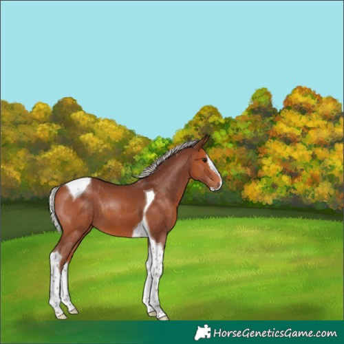 Horse Color:Silver Bay Splash Tobiano