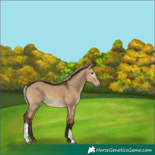 Horse Color:Gray Silver Bay Dun Tobiano